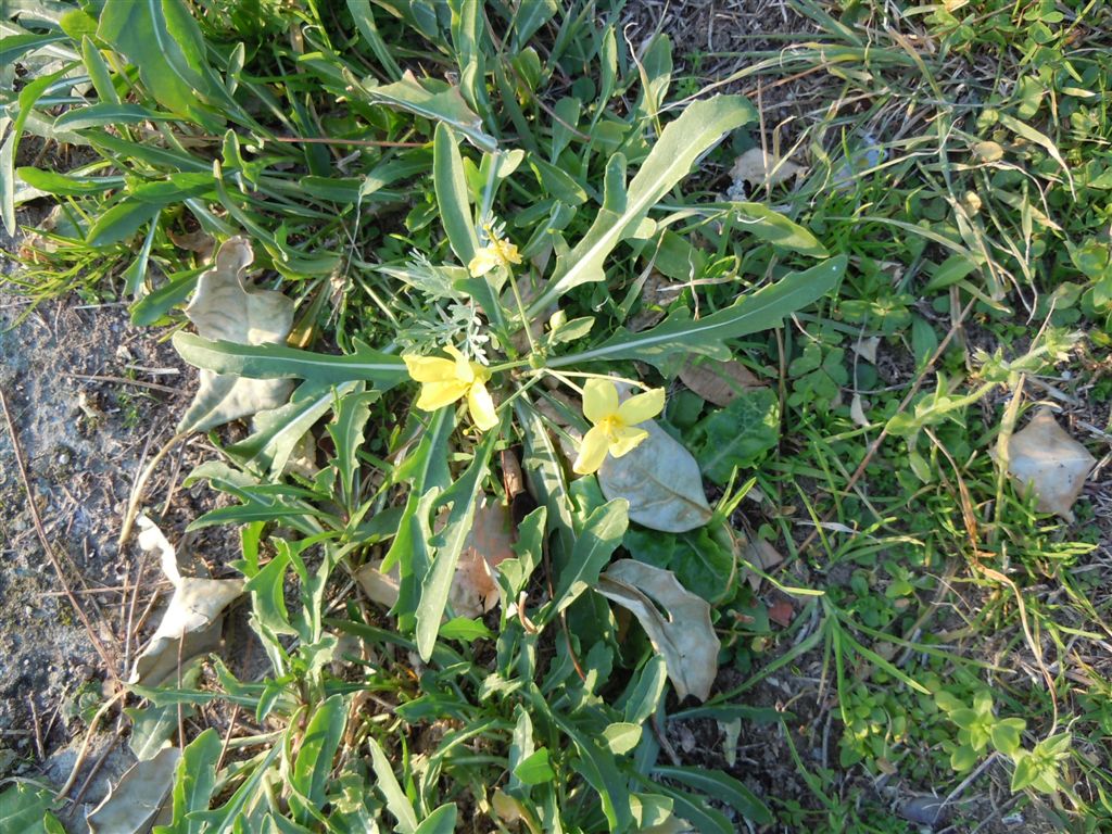 Brassicacea - Diplotaxis tenuifolia